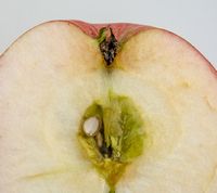 Kundbyæble